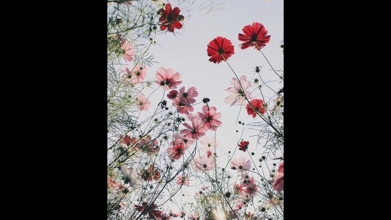 FREE___Fall ___ALDN x GLAIVE x HYPERPOP Type Beat [prod. Joe Tedesco]