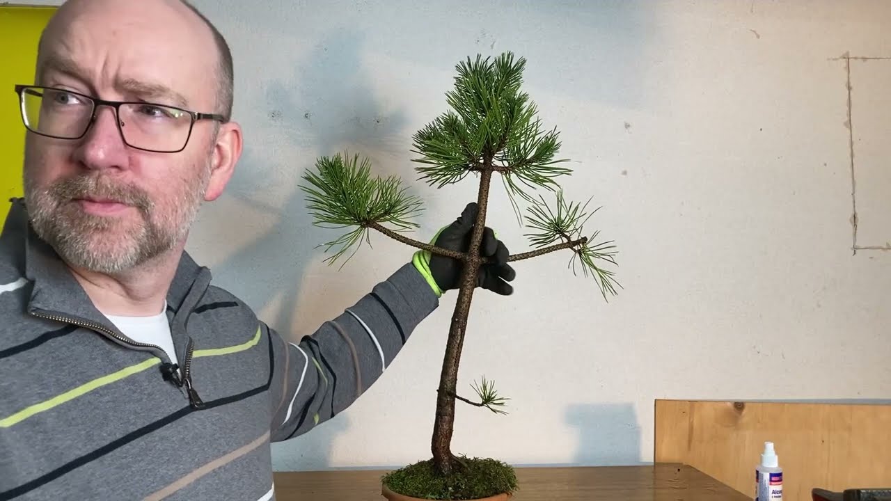 Deciding what to do with a straight pine tree
