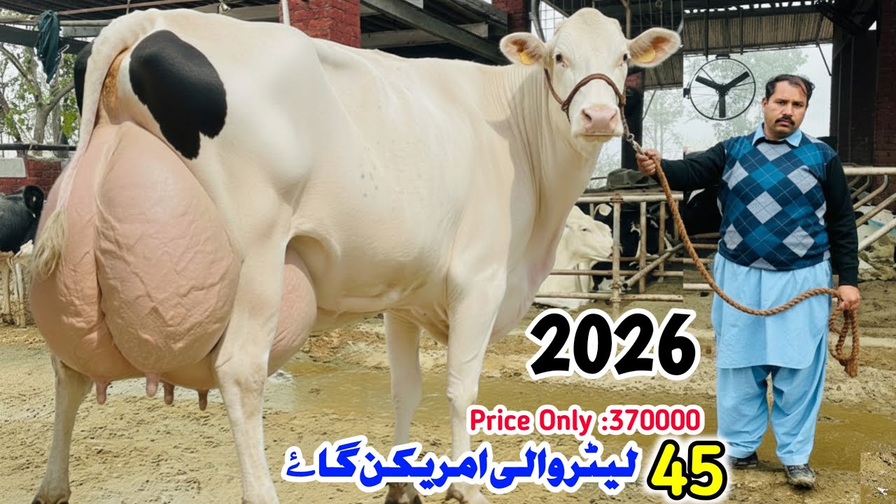 Hamza Dairy Farm | American Cow and Imported Cows | biggest Milking Cows |Pk janwar Mandu