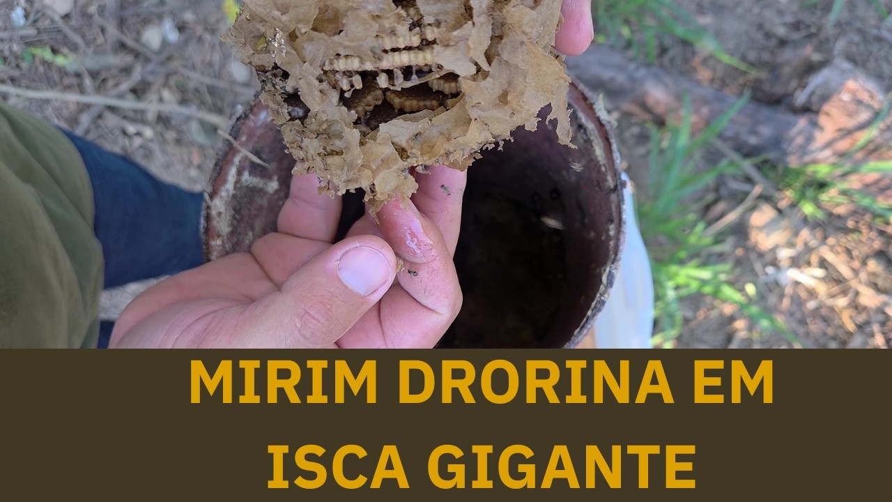 MIRIM DRORIANA - TRANSFERÊNCIA DE ISCA GIGANTE