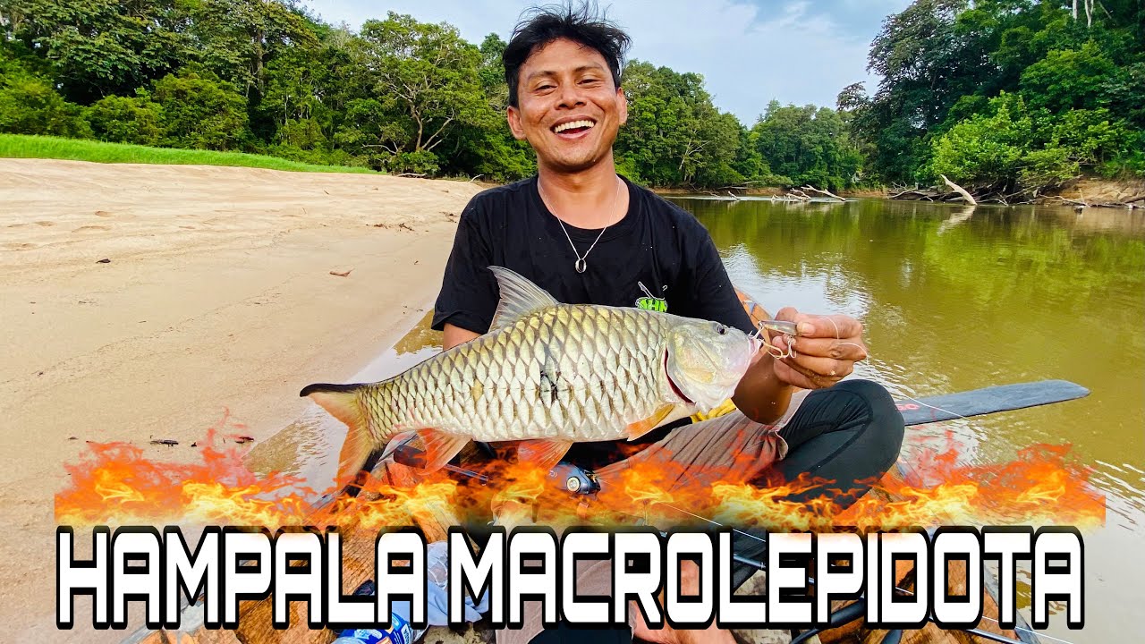PANEN IKAN HAMPALA #fishing #mancing 