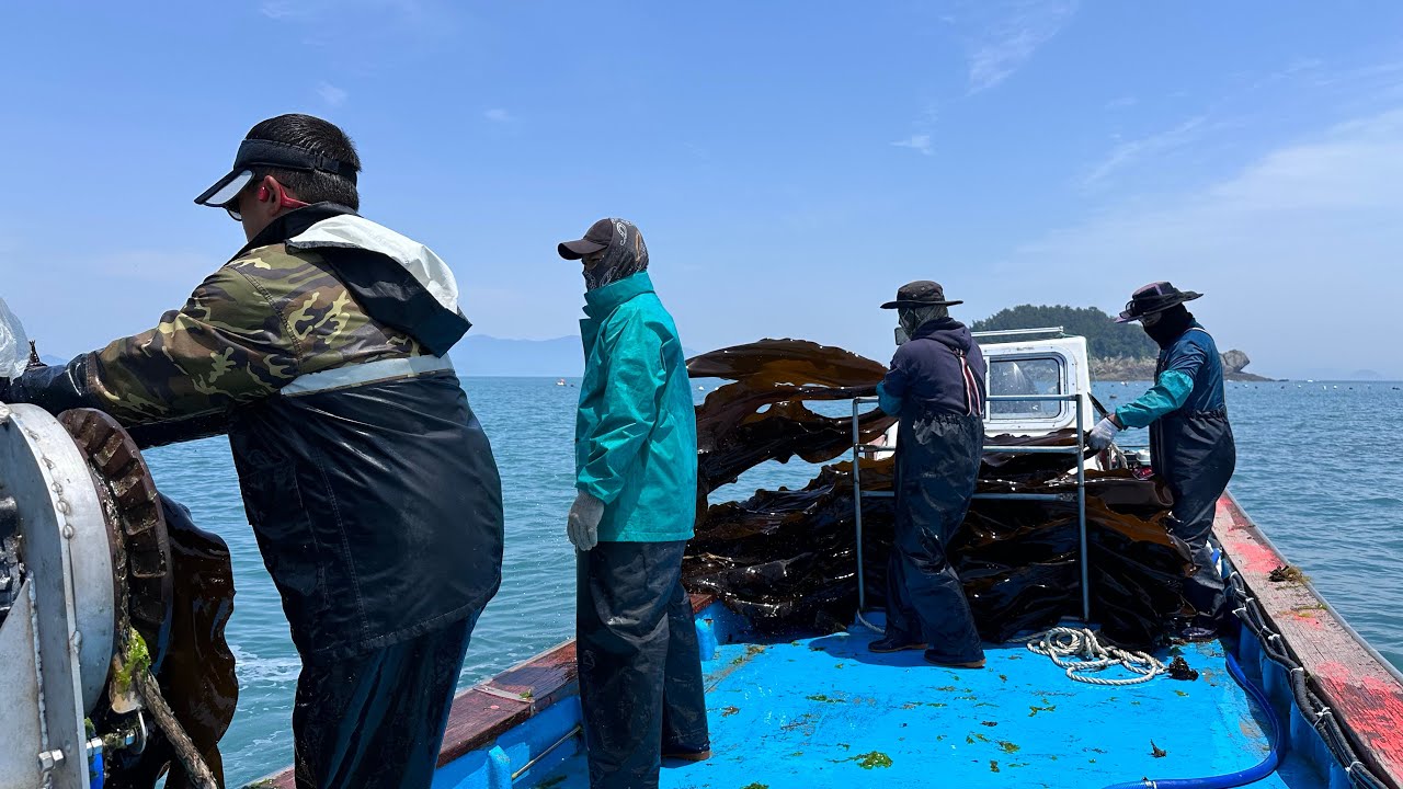 동송리 주민의 흔한 다시마 채취과정😲 다시마는 이렇게 건져냅니다!!! 금일도 일상 vlog 스무번째 이야기