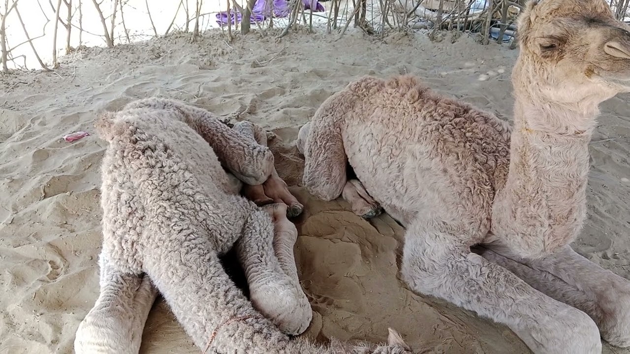 Two small Camel love Story