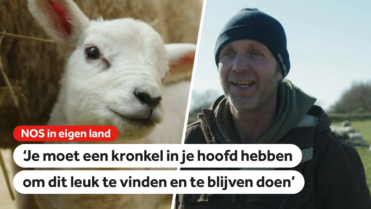 Er is een schapencrisis op Texel, hoe komt dat?
