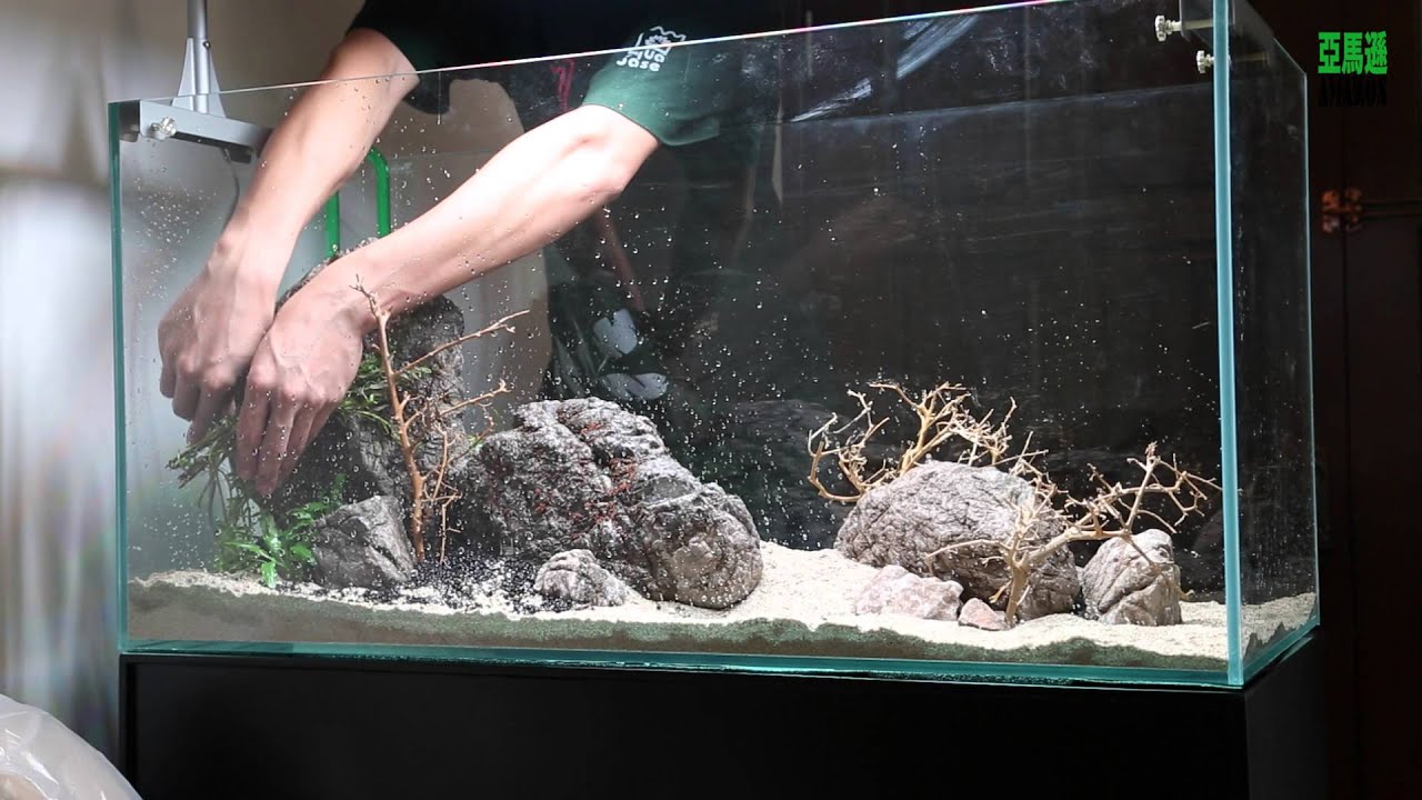 亞馬遜水族造景教學- 2