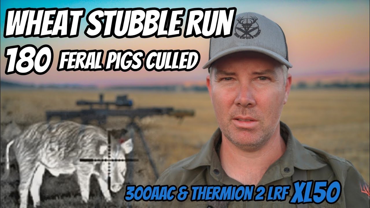 Забег по пшеничной стерне || Стрельба по диким кабанам || Винтовка 300AAC и Thermion 2 LRF XL50 |...