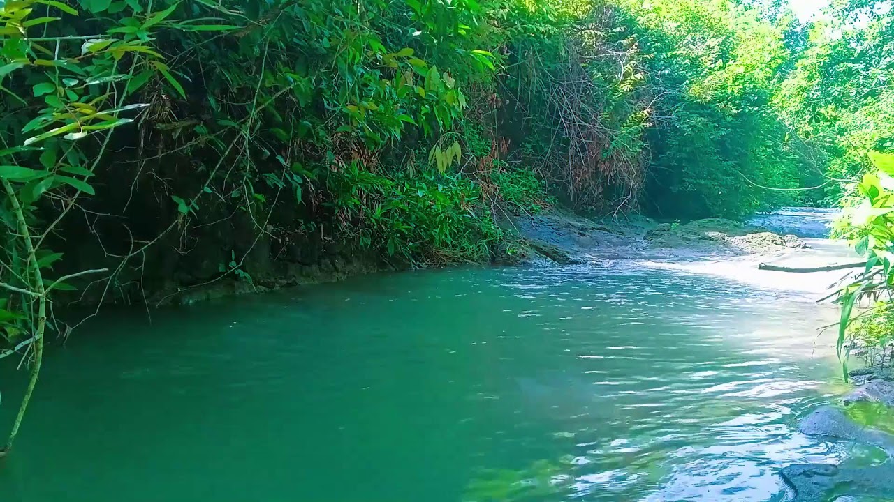 Relaxing Sounds for Sleep 🌲 Healing Water Sounds for Sleep