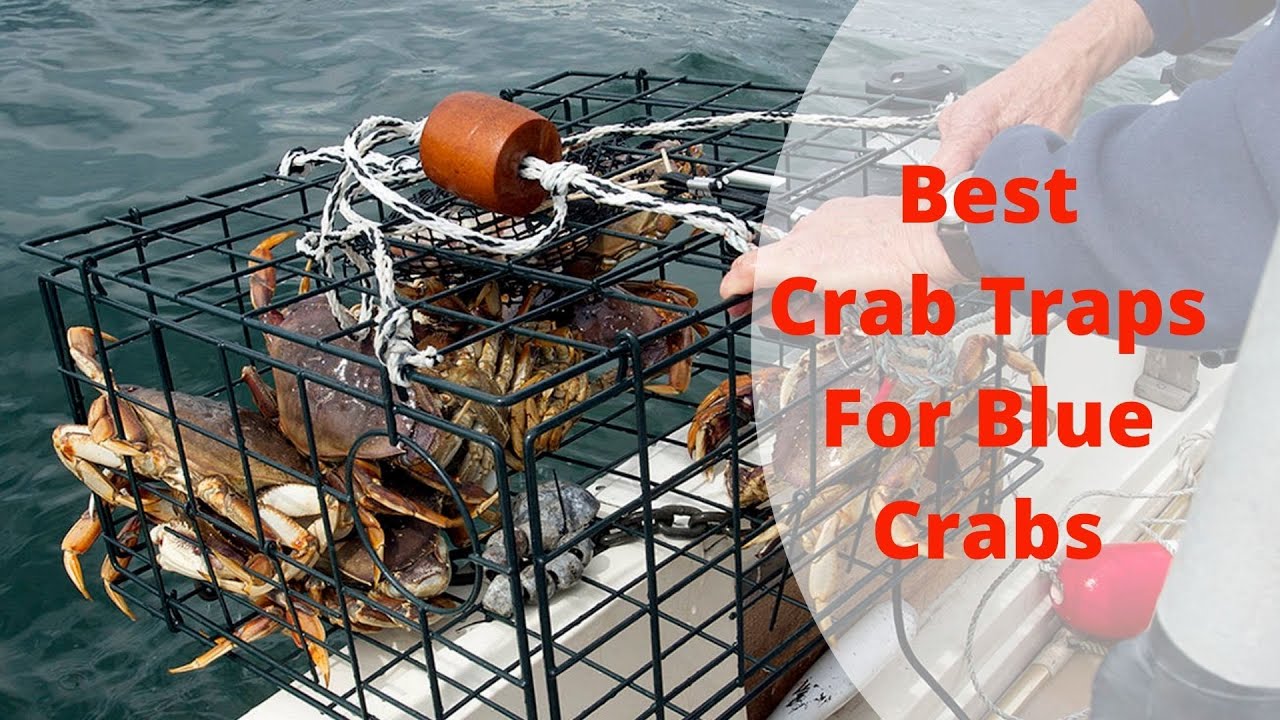 Top 5 Best Crab Traps For Blue Crabs 🔥
