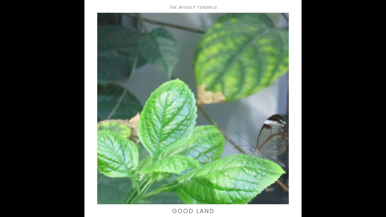 The Wiggly Tendrils - Good Land