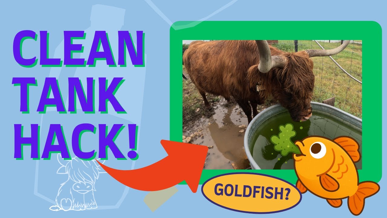 You Won’t Believe What Lives in Our Water Tank 🐟