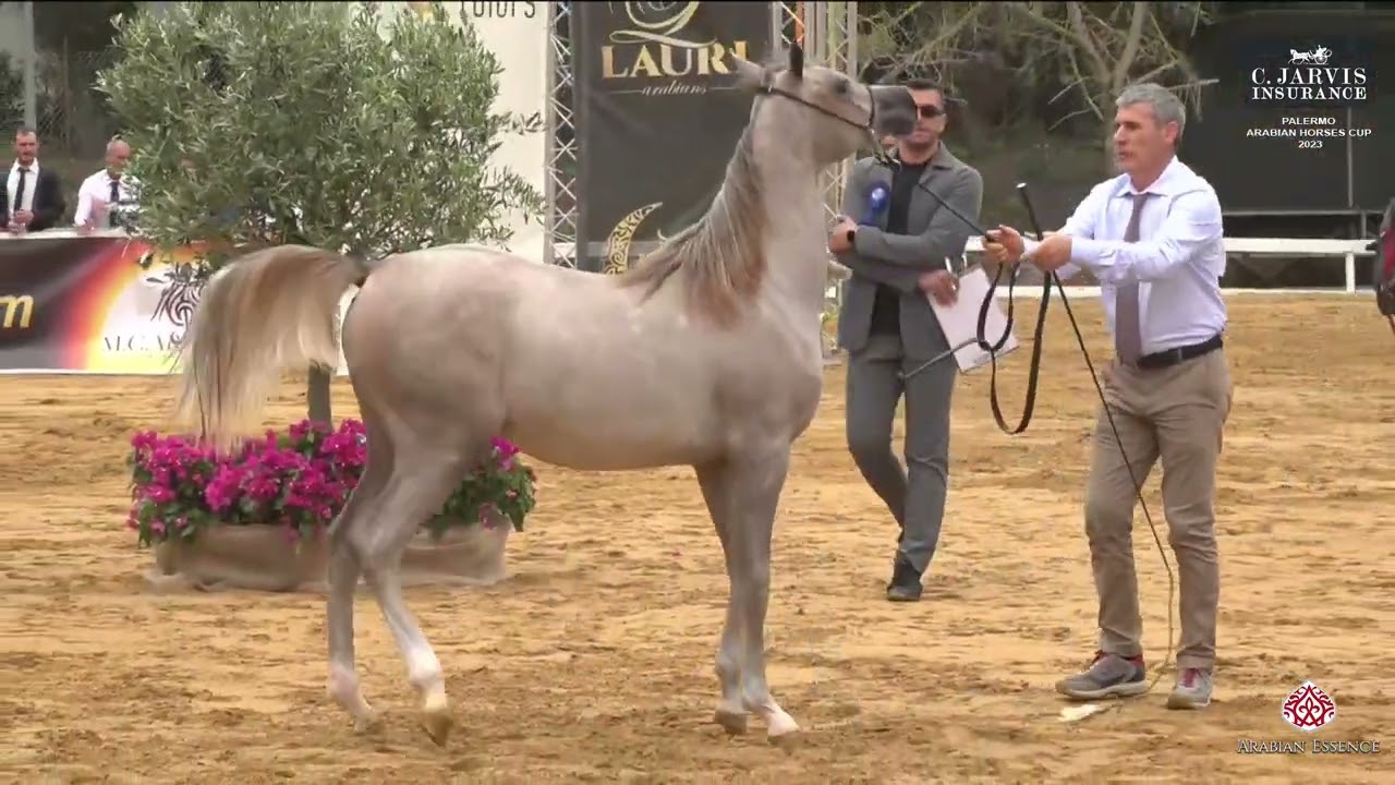Palermo Arabian Horse Cup 2023   Class 1A