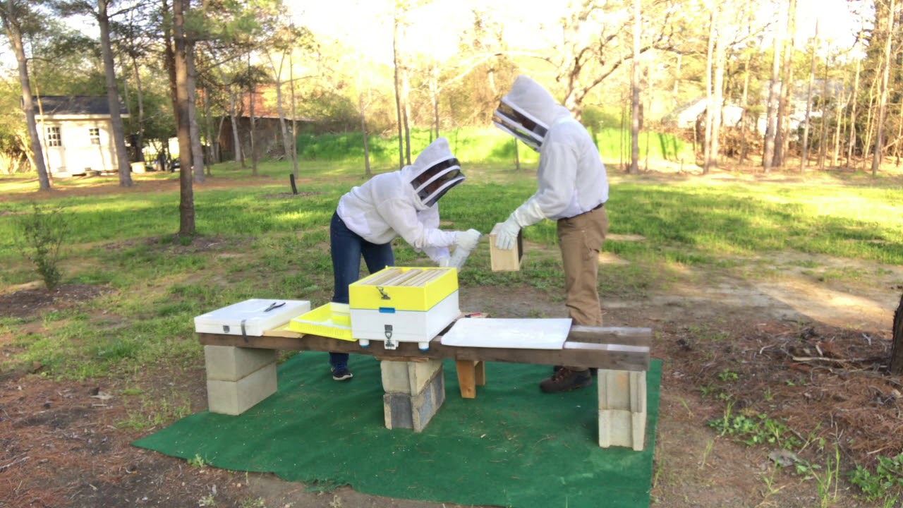 Honey Bee Package Installation, Verroa Mite check, Technoset Hive