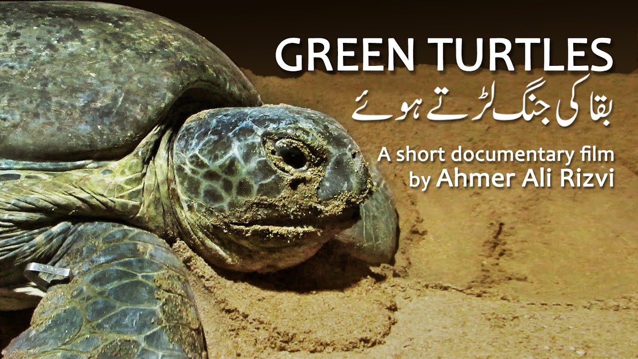 Green Turtles of Karachi Beach  بقا کی جنگ لڑتے ہوئے