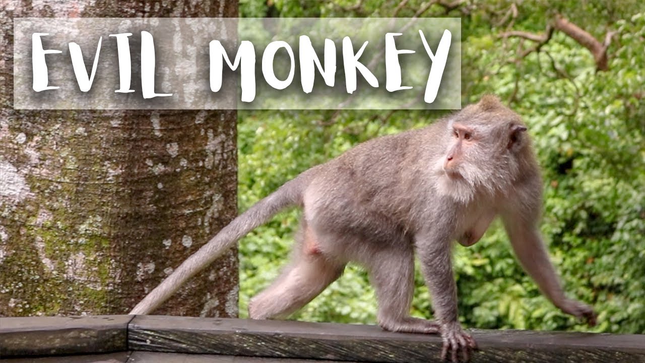 MONKEY GONE WILD *snatches my jacket* | Ubud Monkey Forest | Bali vlog 4