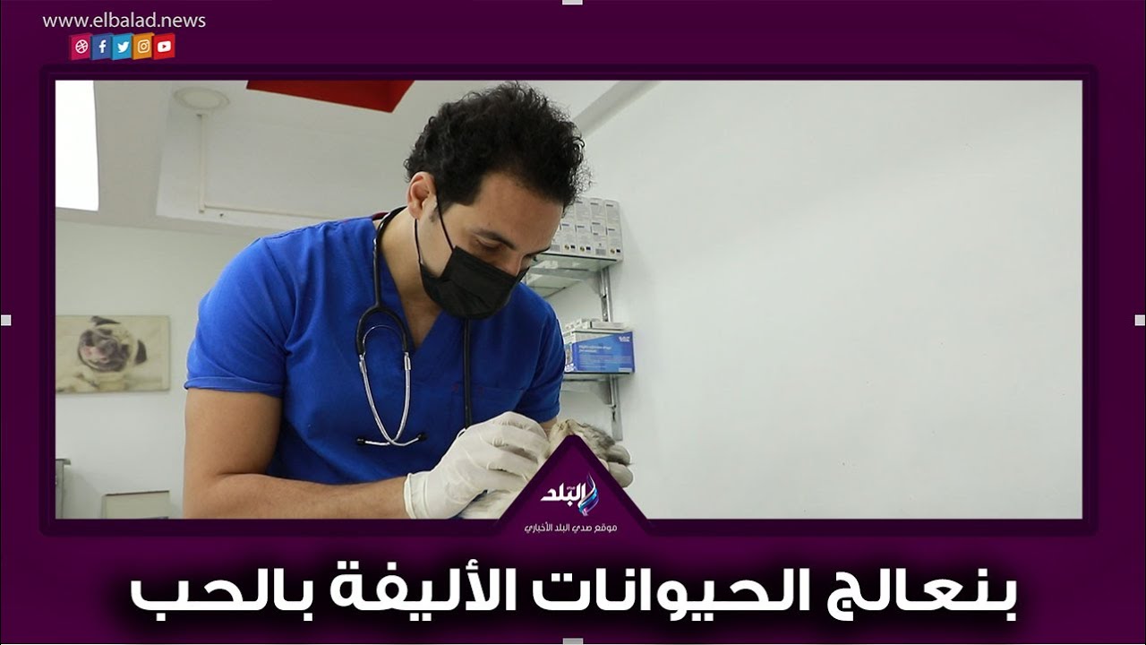 زوتوبيا.. عيادة بيطرية تعالج الحيوانات الأليفة بالحب
