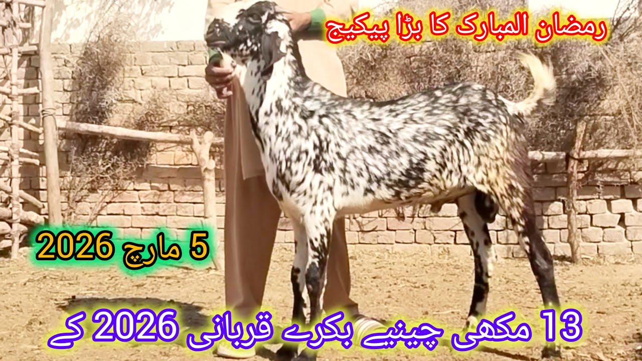 13 مکھی چینیے بکرے قربانی2026 قیمت60،60 ہزار رمضان المبارک کا بڑا پیکیج احمد اینیمل فارم 03045896486