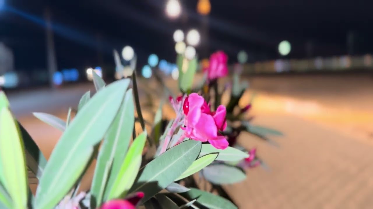 4 آذار، 2026