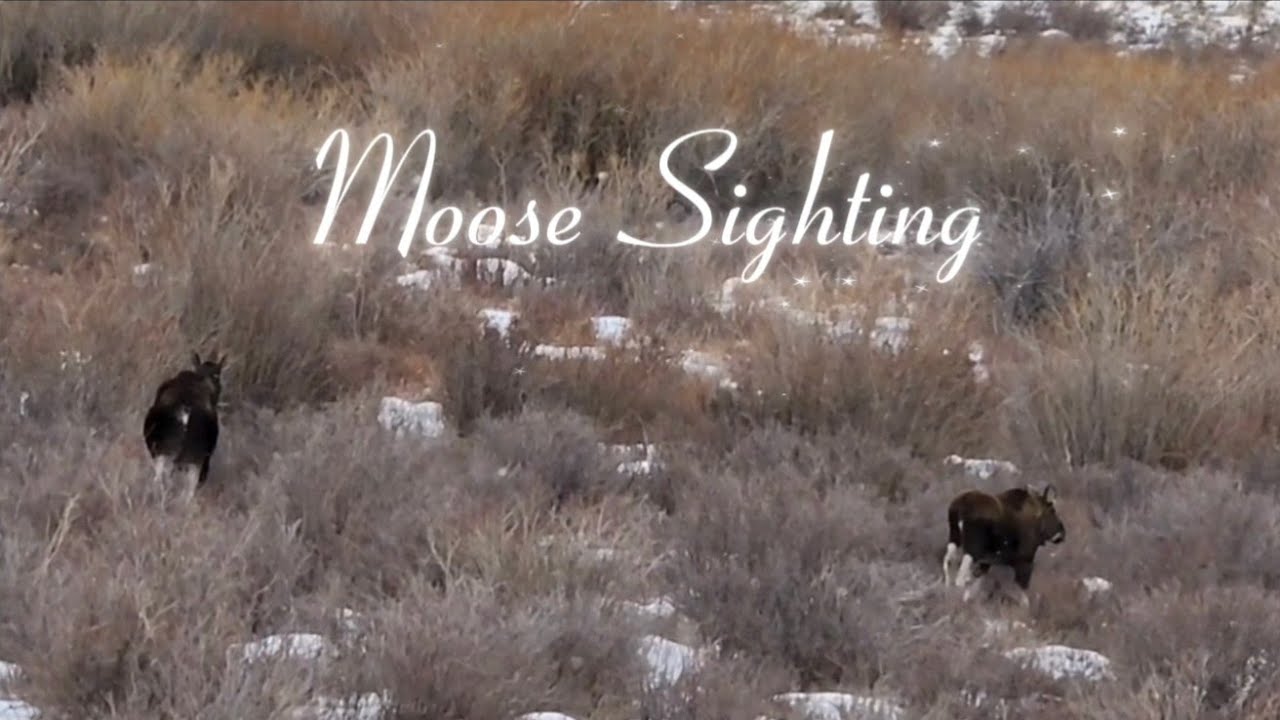 Insane! Moose Sightings in Fairplay, Colorado Mountains Eating Aspen Bark Snowing at 10,800 feet 🫎
