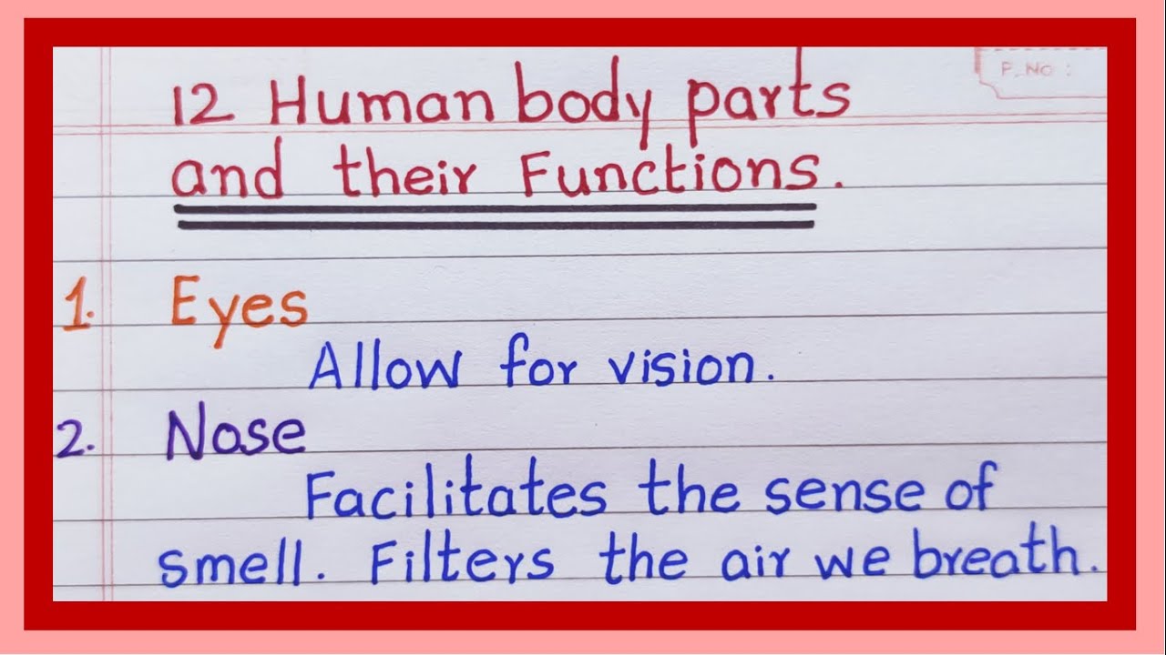 Human Body Parts Name and their Functions | in English