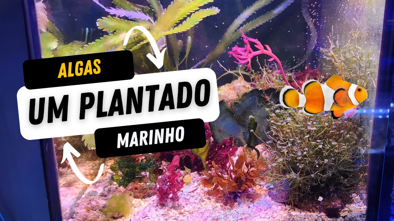Um Plantado Marinho ! Conheça um aquário de Macroalgas :)  Ficou lindo !