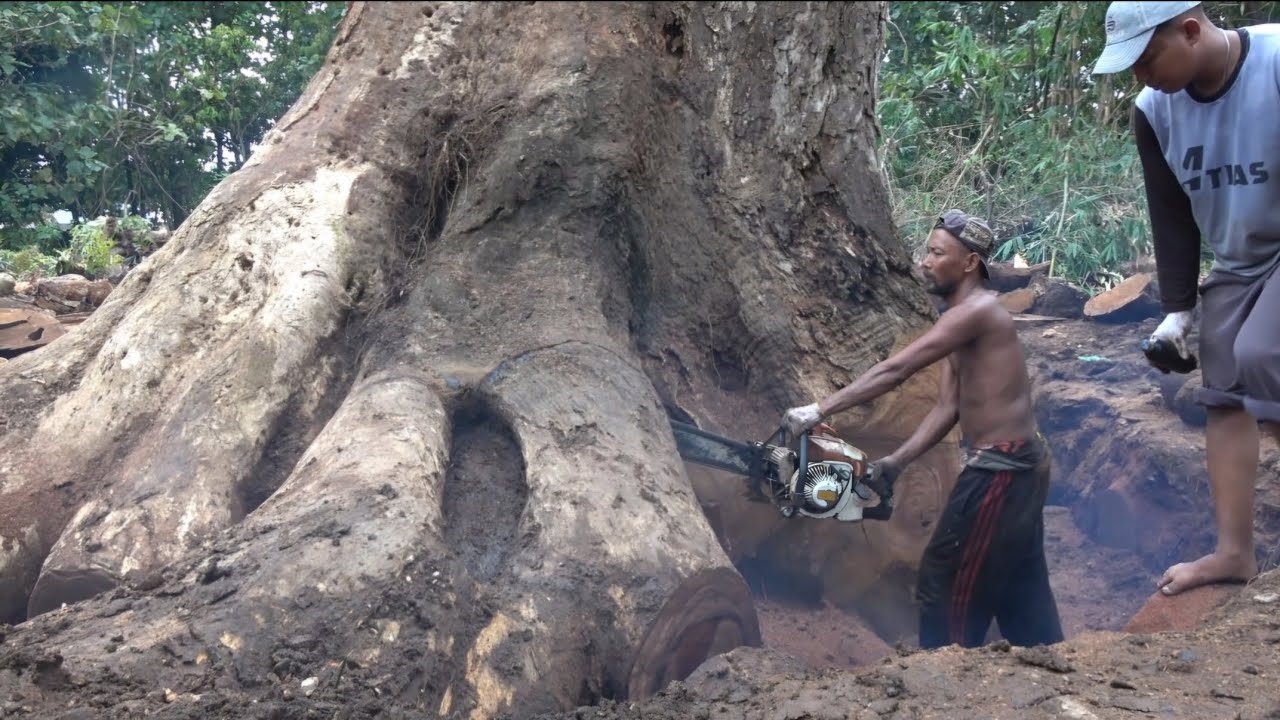 Wow‼️‼️sangat menegangkan proses pemotongan pohon Trembesi raksasa yang menjadi sayembara‼️‼️PART 4
