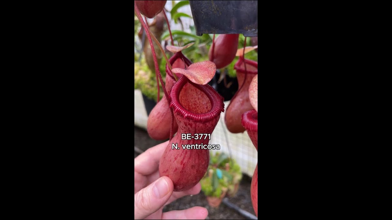 Spotlight on N. ventricosa | BE-3771