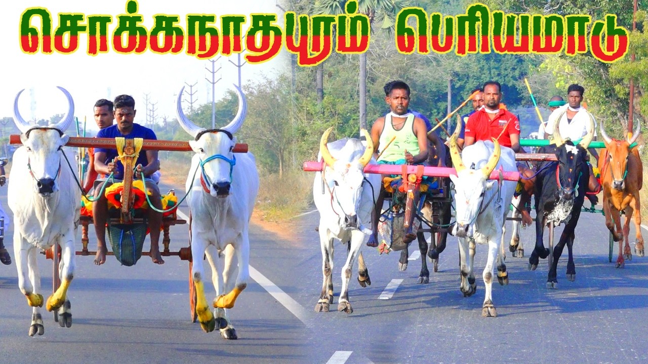 சொக்கநாதபுரம்-- பெரியமாடு பந்தயம்_19.02.2026_