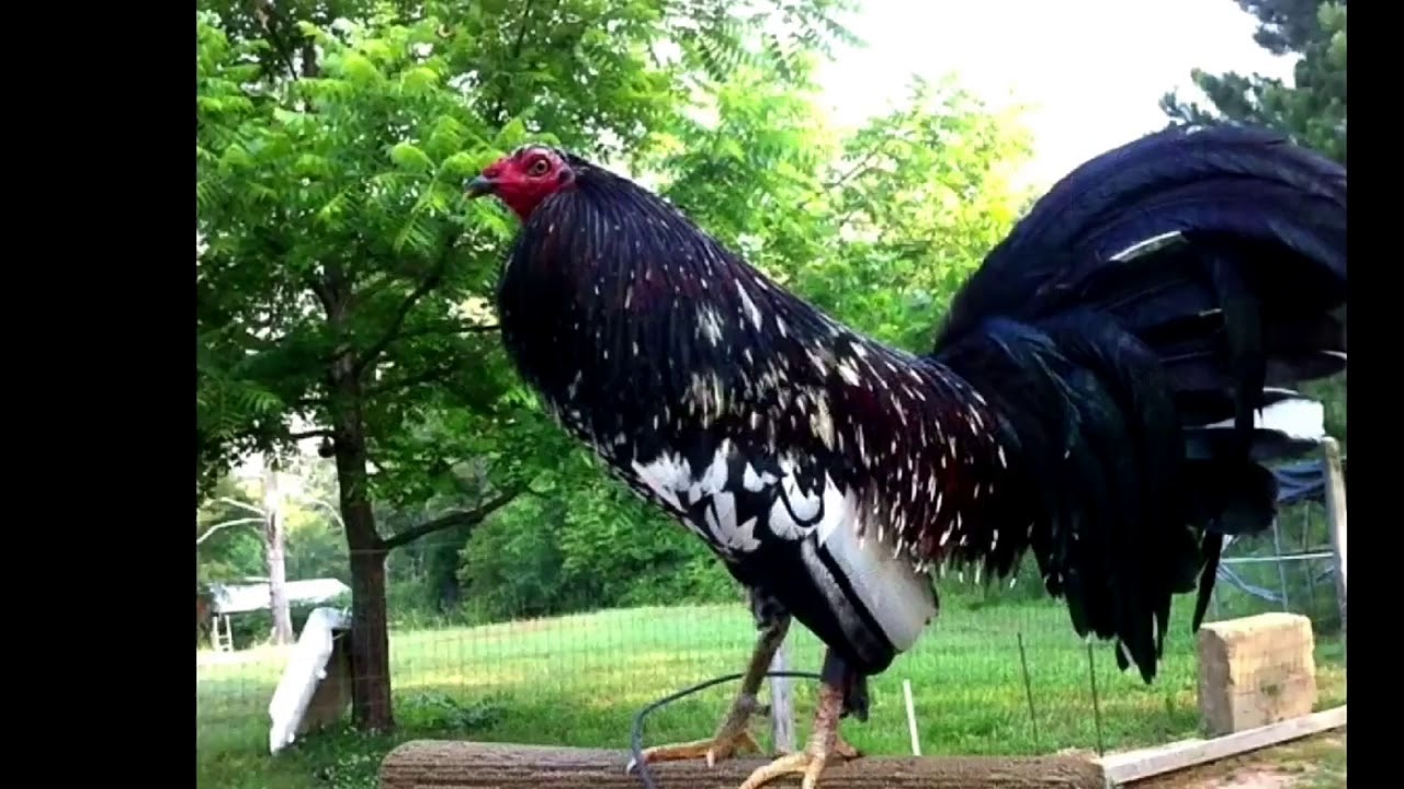 LOS GALLOS FINOS MÁS HERMOSOS DEL MUNDO-ANGEL VELÁZQUEZ