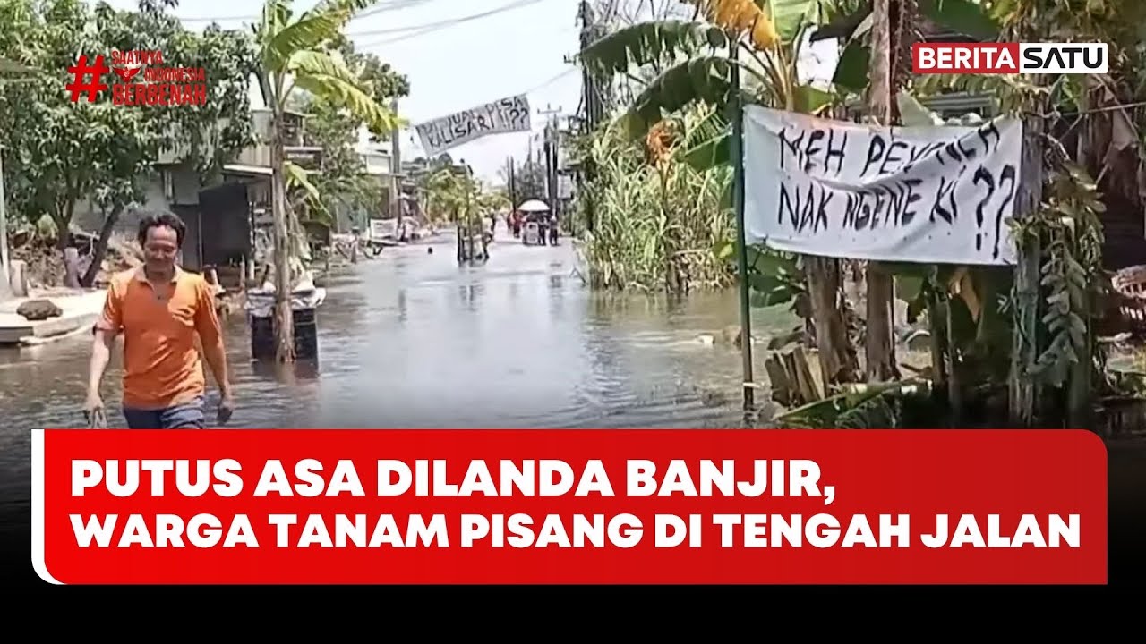 Putus Asa Dilanda Banjir, Warga Tanam Pisang di Tengah Jalan #beritasatu