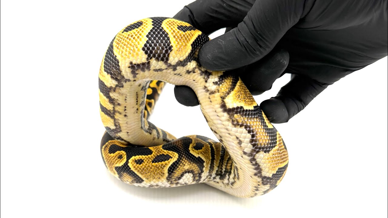 More 2025 Ball python hold backs
