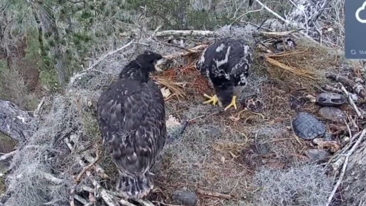 Small eaglet steal fish from big eaglet and the game begins | Kisatchie National Forest E-1 | Mar 9