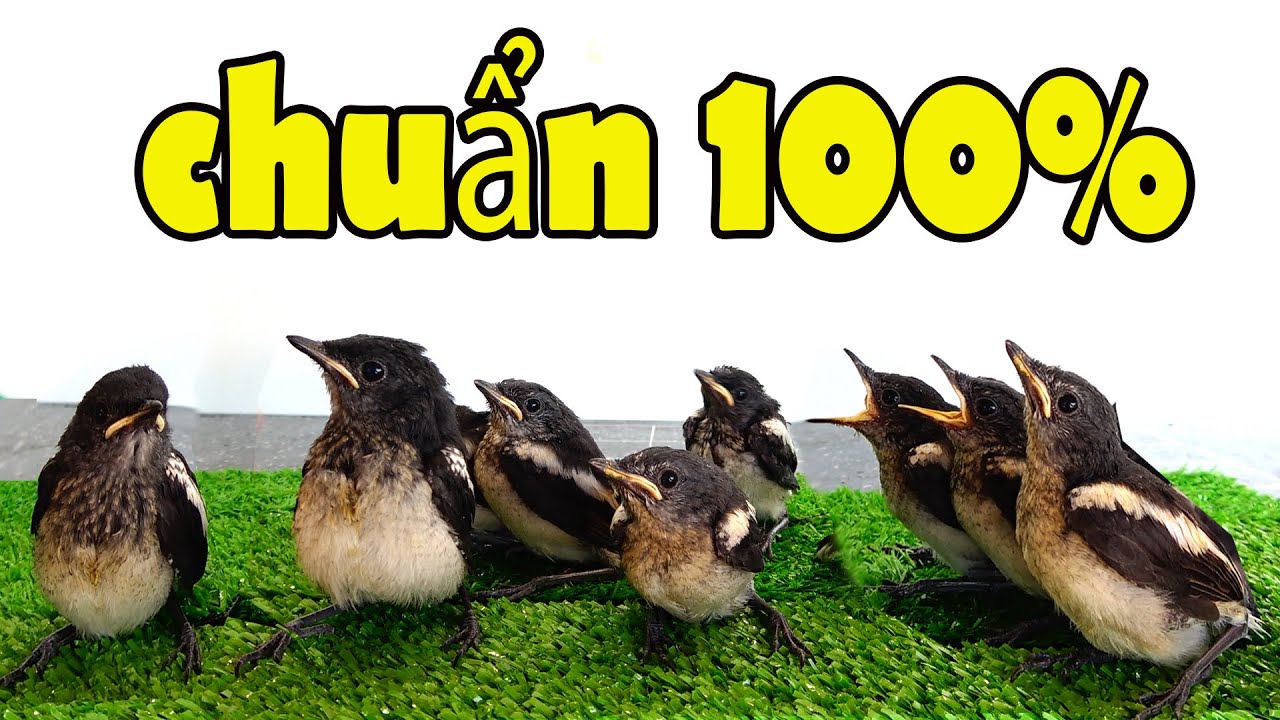 07 Cách Phân Biệt Chòe Than Non Trống Mái Chuẩn 100%