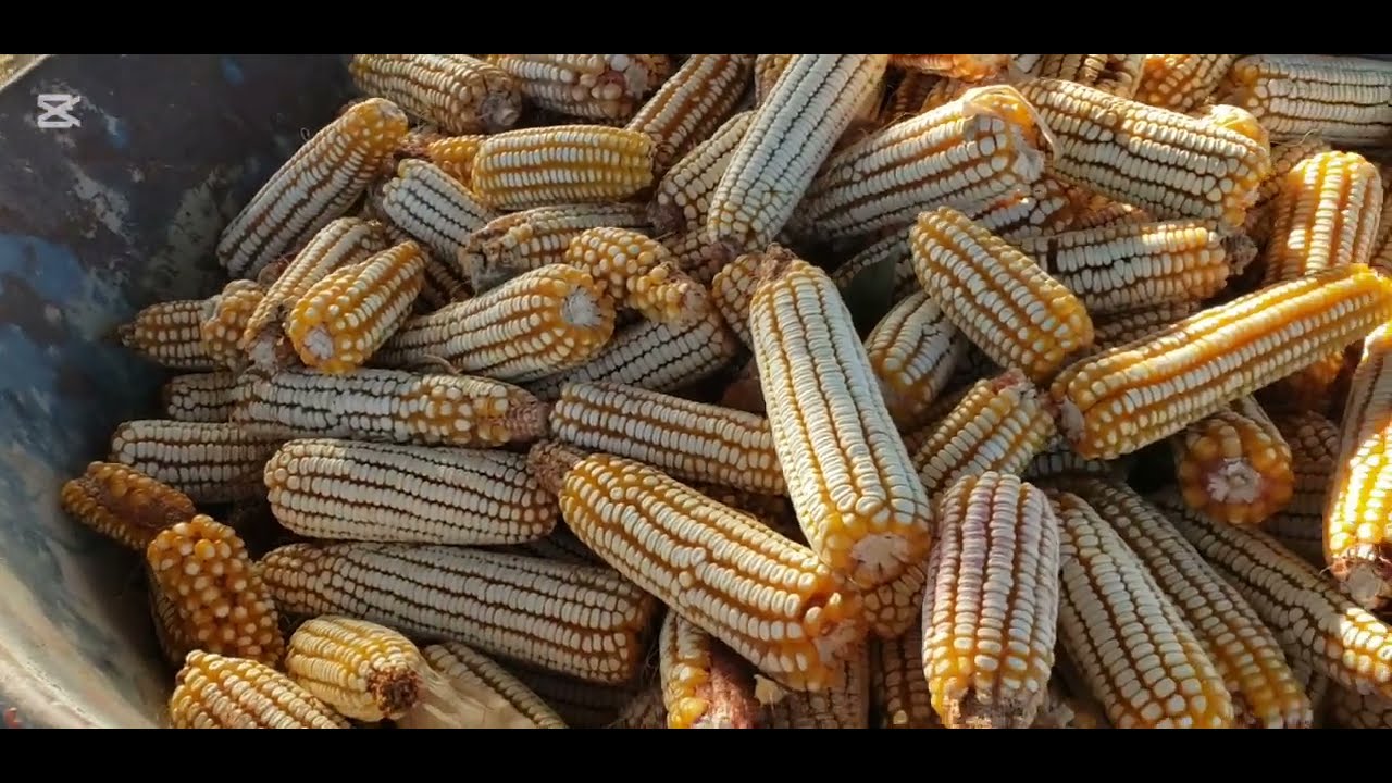 Trabaje un rato en el maiz🌽/le eche comida a las gallinas🐓🐔/Lo que hice de comida🍲.