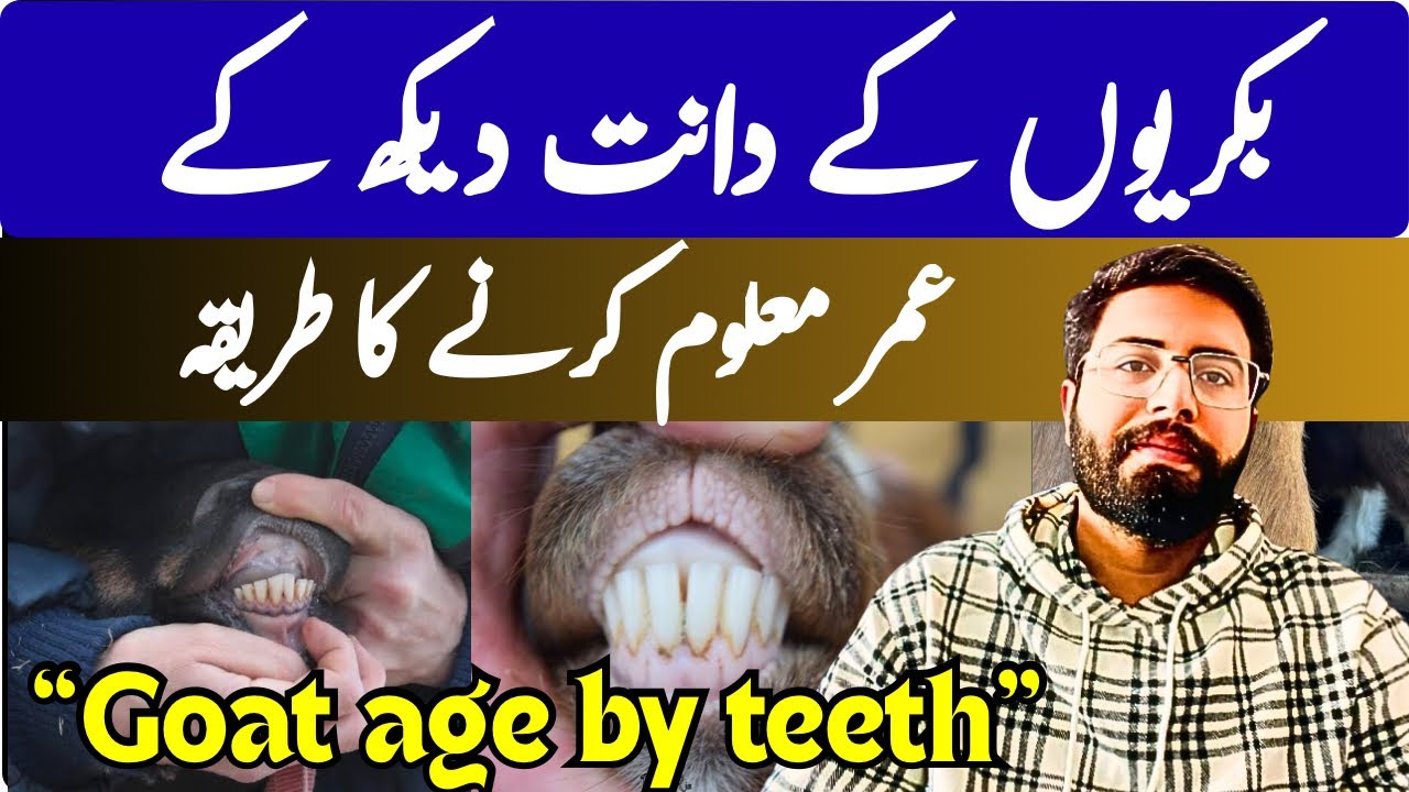 How to Determine a Goat’s Age by Its Teeth !