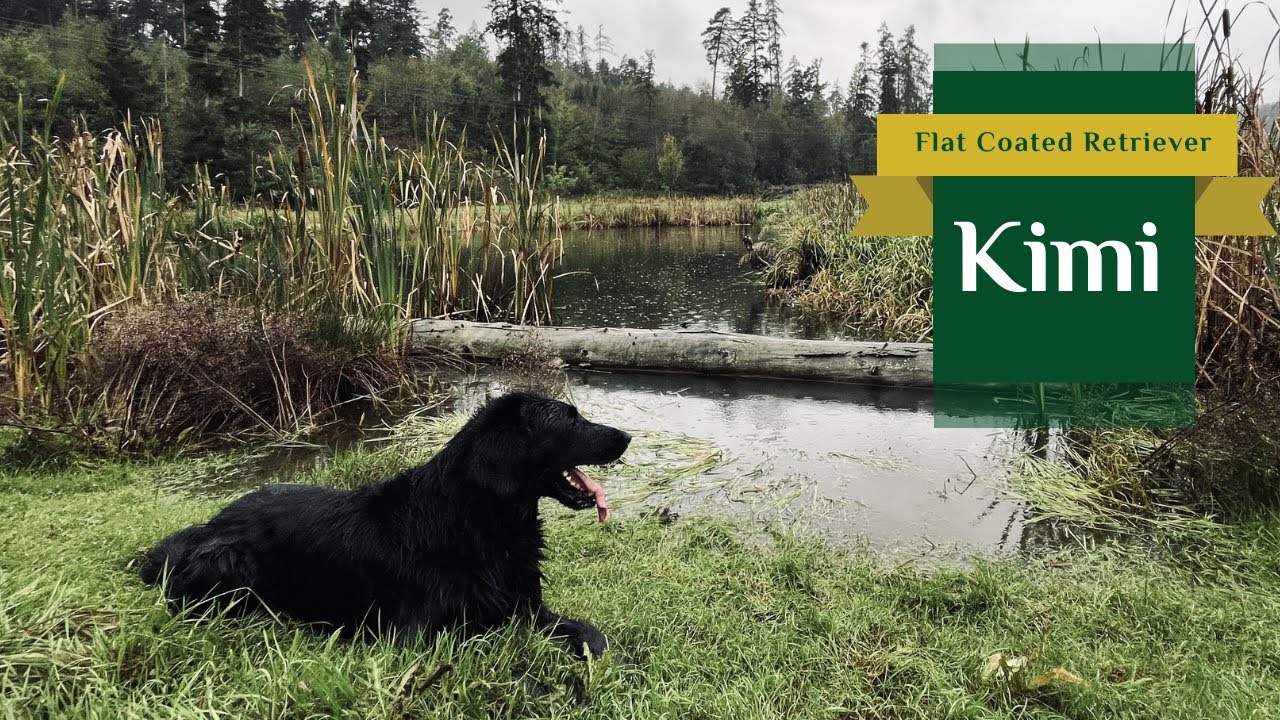 Kimi - Flat Coated Retriever | Our Favourite Weather is Here! | 2024