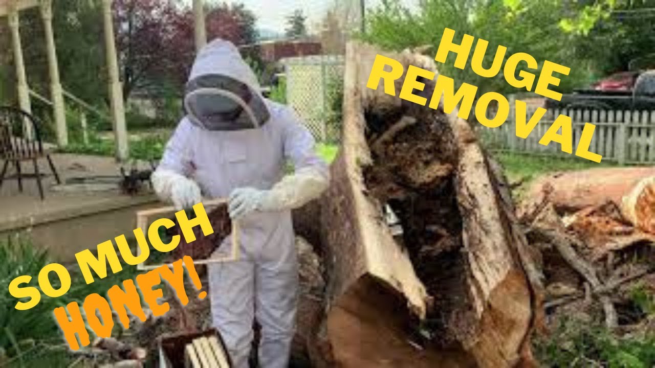 I Removed a Giant Beehive from a Tree