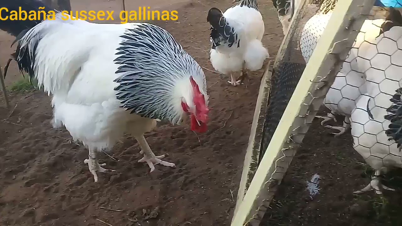 gallo sussex armiñados