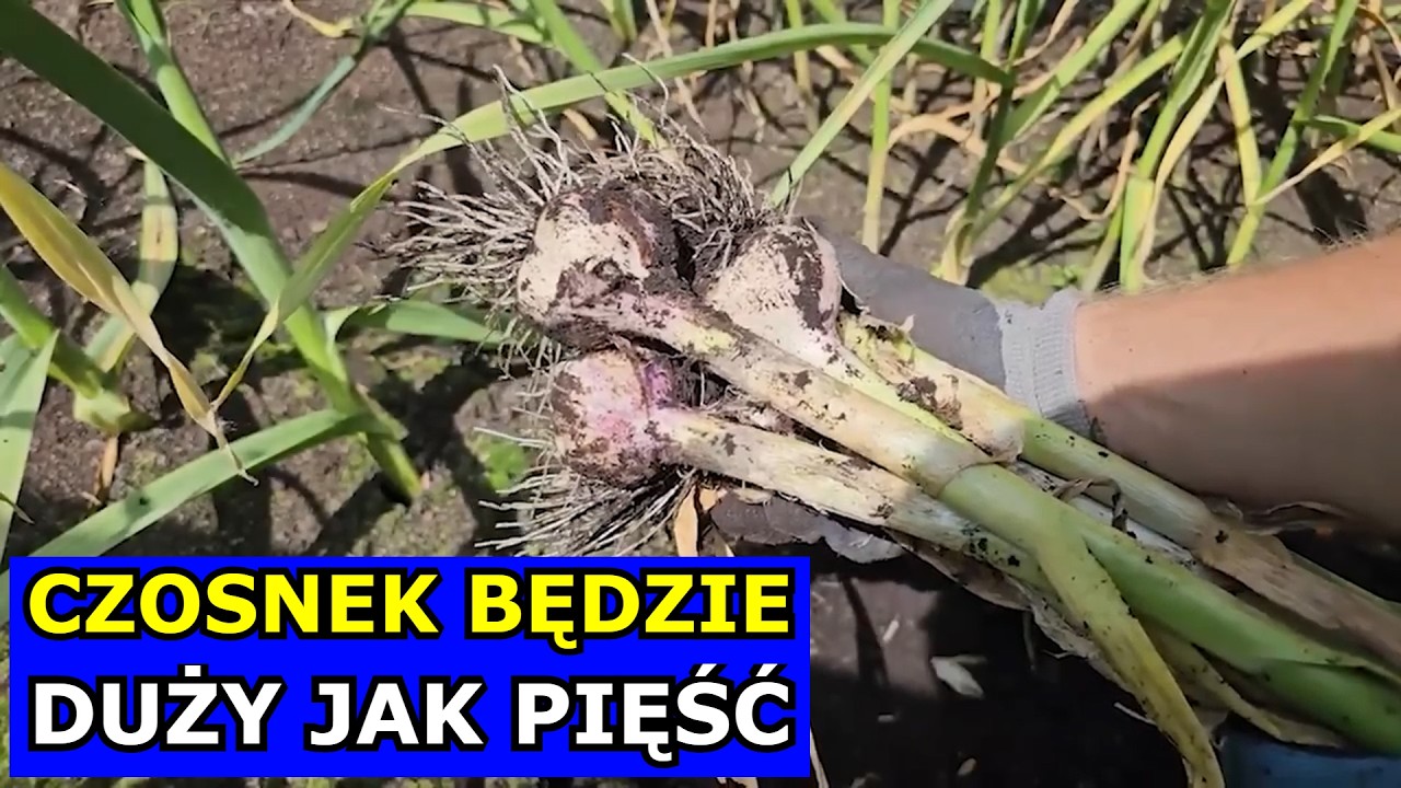 Sekrety w Uprawie Czosnku. Będzie Wielkości Pięści. Błędne Nawożenie. Czosnek Ż&oacute;łknie Uprawa Cięcie.