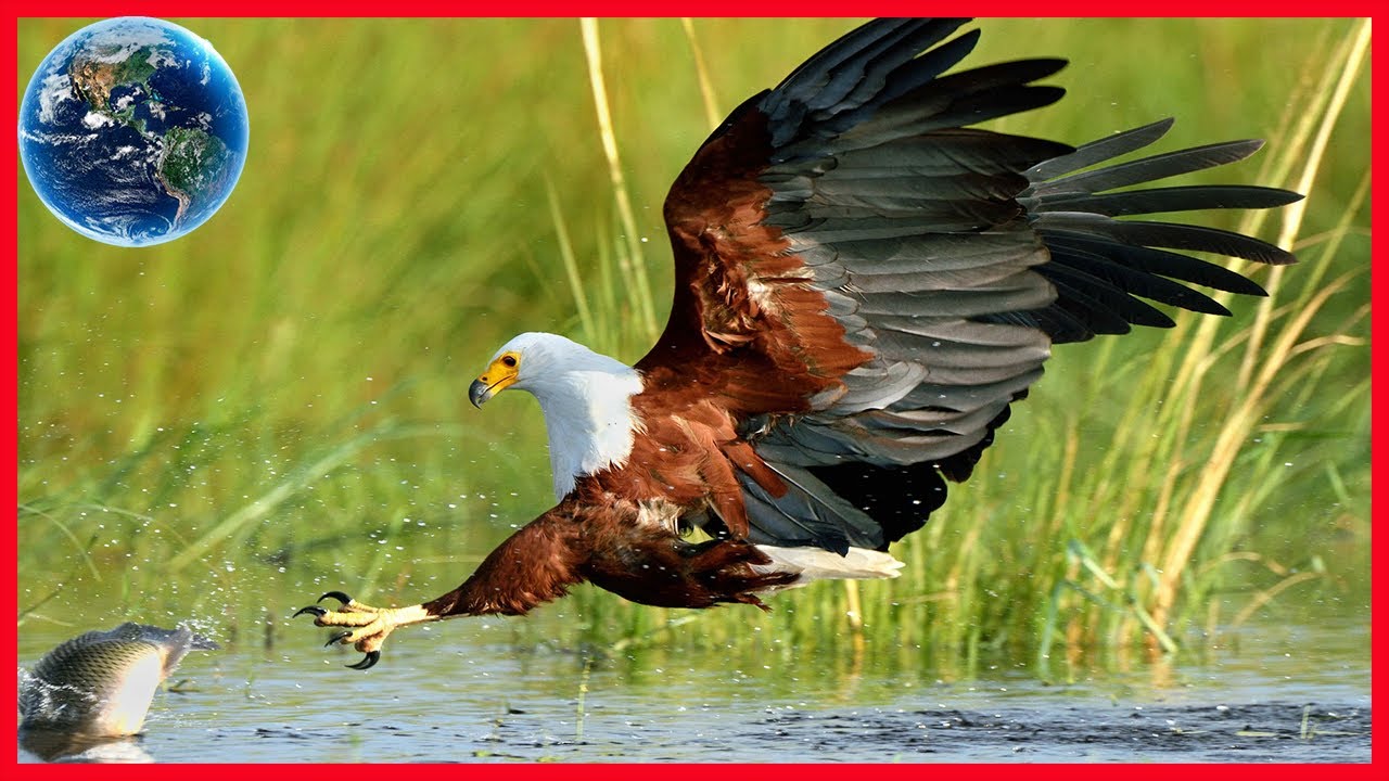 African Fish Eagle - Defying the Danger in Naivasha - Giving Nature A Voice - Nature Documentary