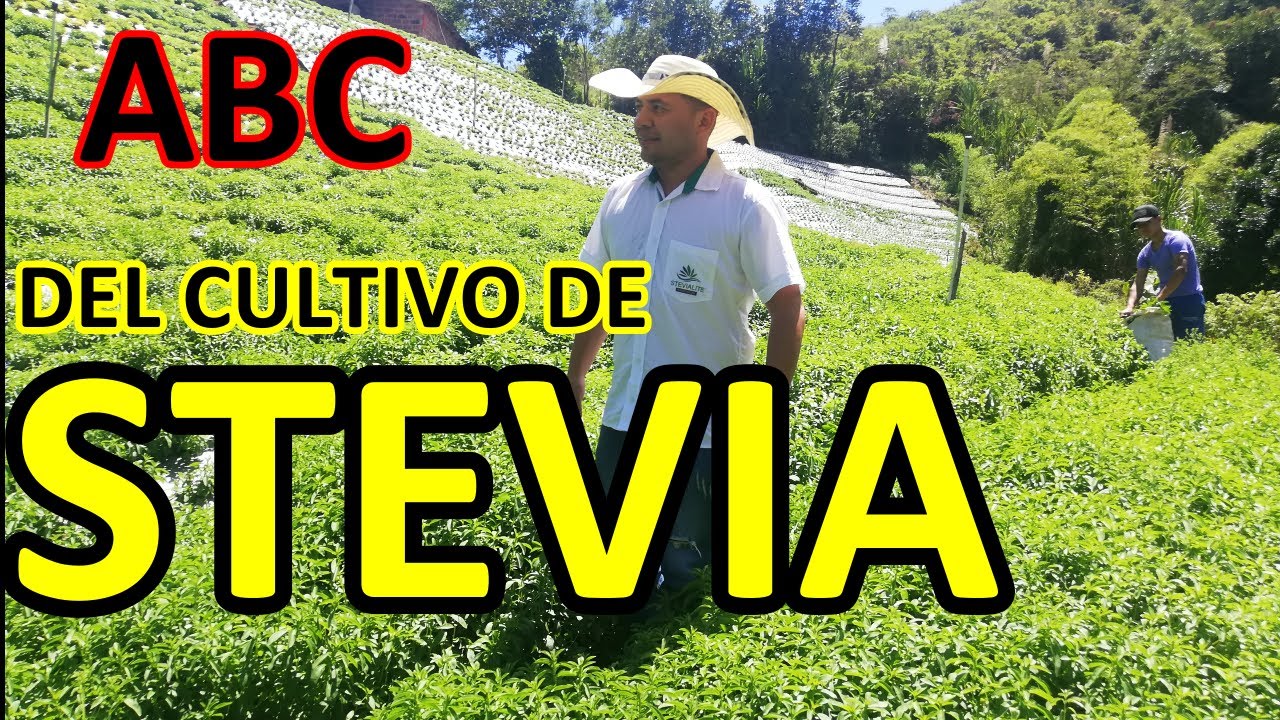 ABC del cultivo de la Stevia
