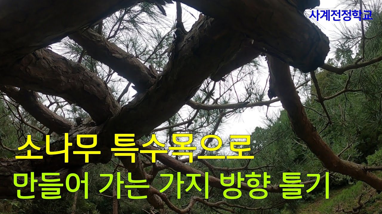 소나무 특수목으로 만들어 가는 가지 방향 틀기  #261사계전정학교 