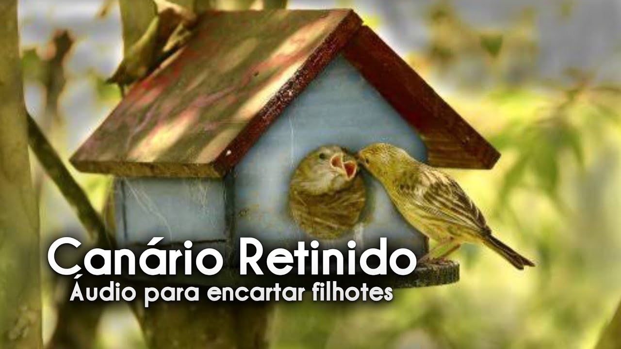 Canário da terra Canto Retinido Batida Curta Pra Encarte