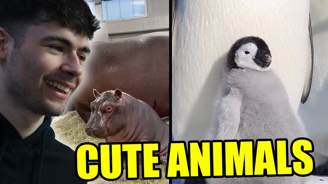 BRITS React to Animals That Can't Stop Being Cute on the Internet