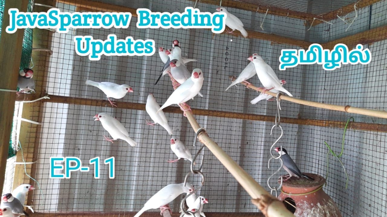 Java sparrow breeding update in Tamil