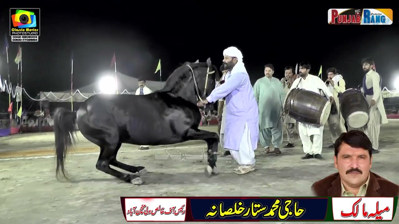 Nilam نیلم l Shearo شیرو l Horse Dance l Peer Khalis Wali Manchanabad l 2023 l Haji Anwar l Nawab
