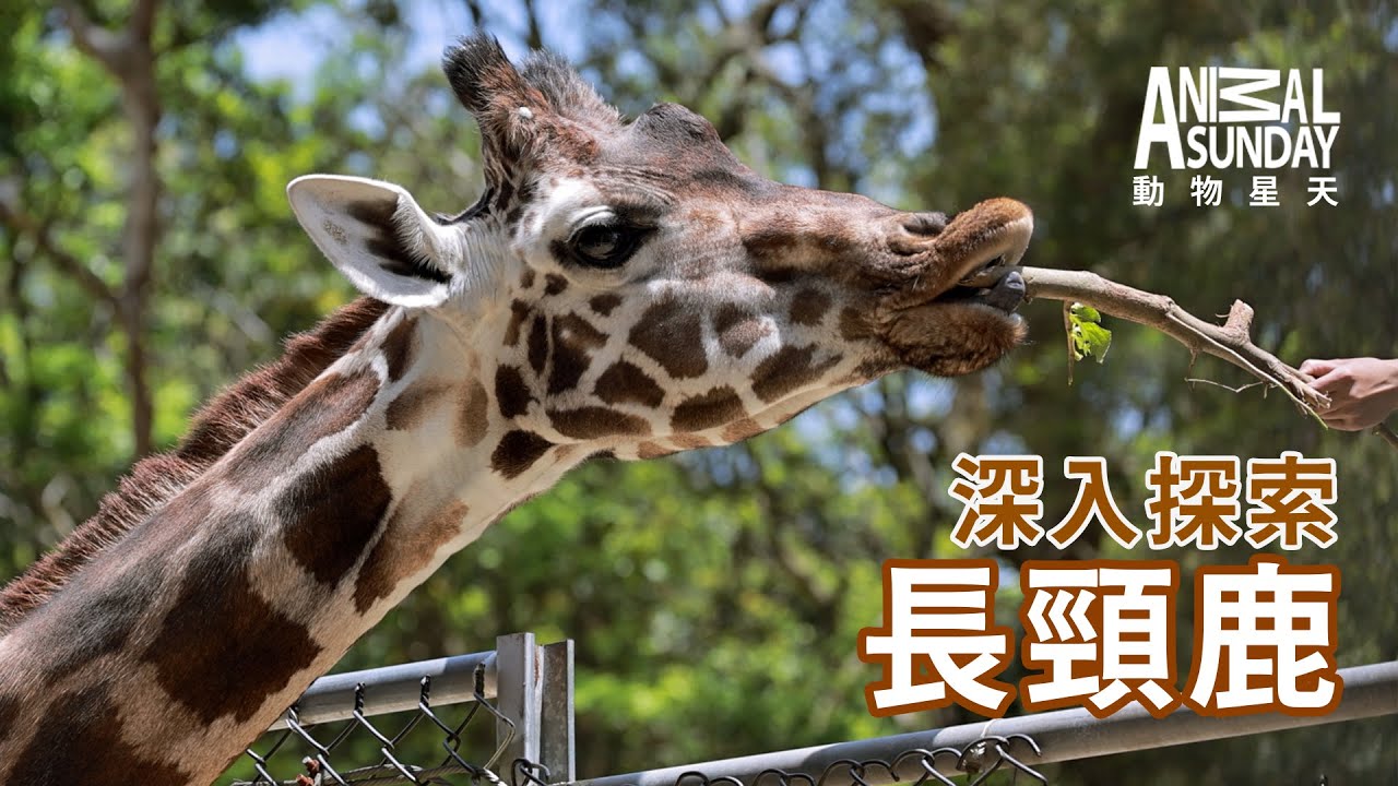 動物星天頻道 EP20《深入探索：長頸鹿》 [4K] ｜feat. 六福村國際長頸鹿與有蹄類動物醫療照護工作坊