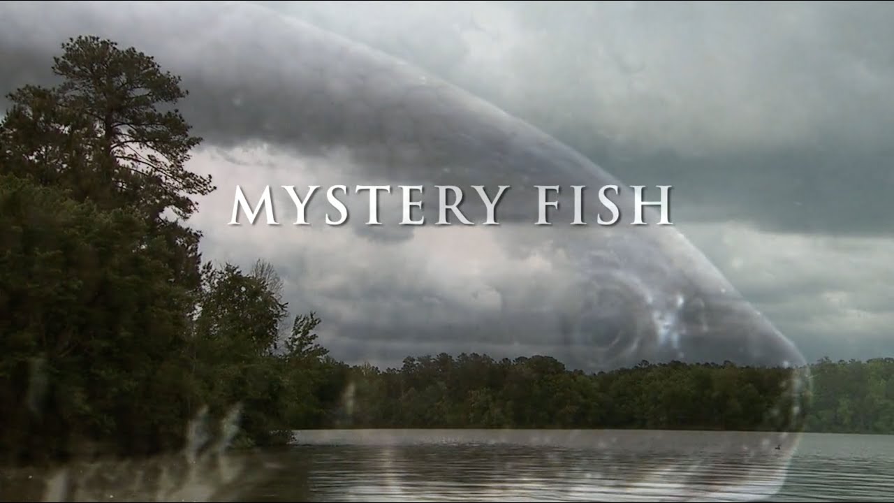 Mystery Fish | Georgia Outdoors