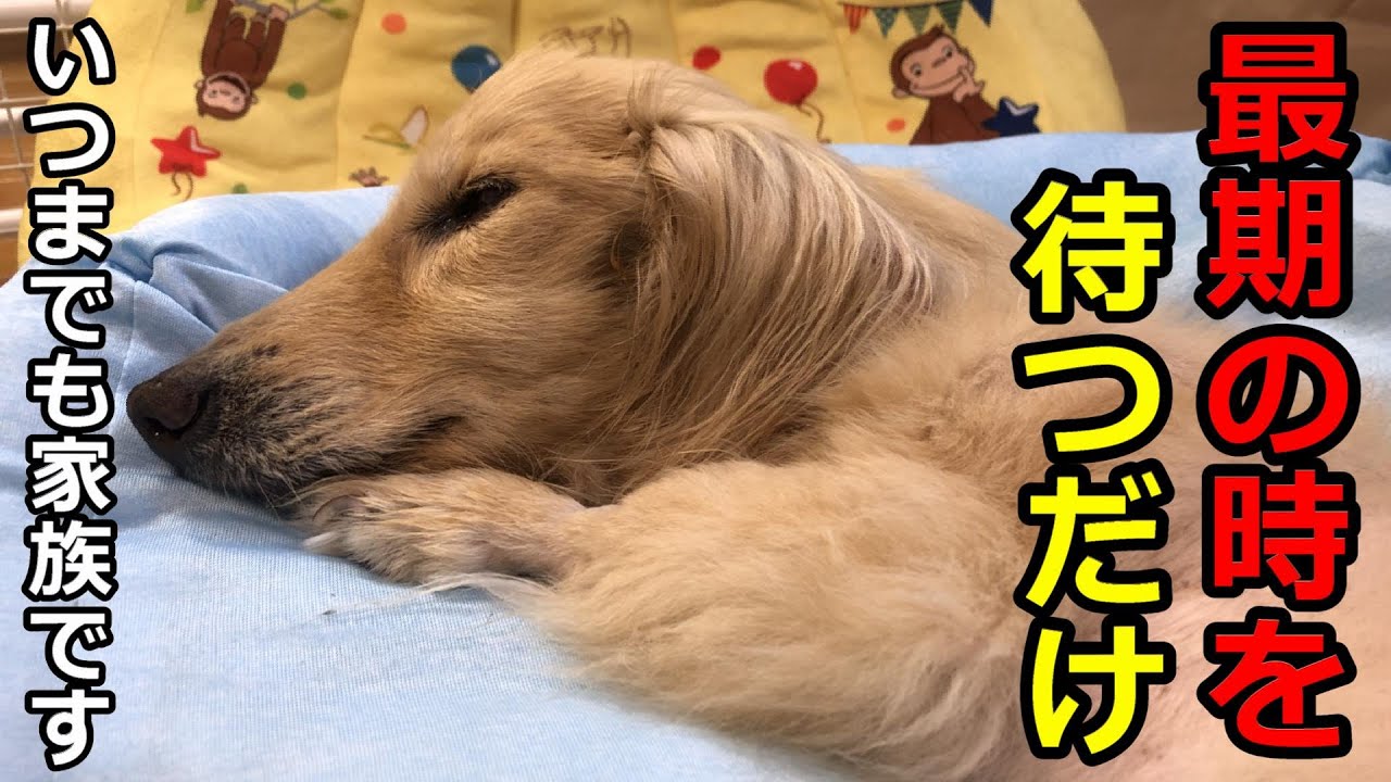 【最後の闘病（腎不全）】天国への道が見つからないの？お腹が空いていけないの？ずっと一緒だから安心してくださいね【ミニチュアダックス　17歳　老犬】