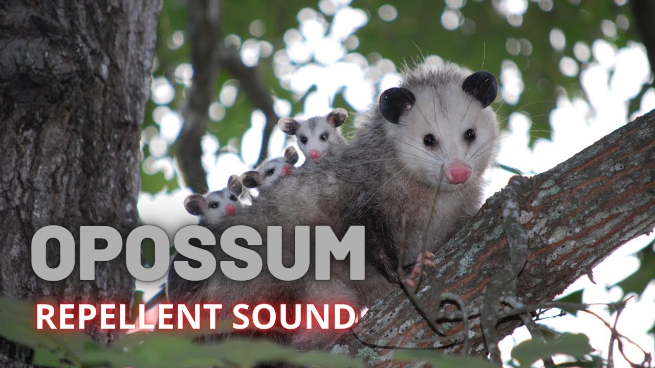 Opossum Repellent Sound