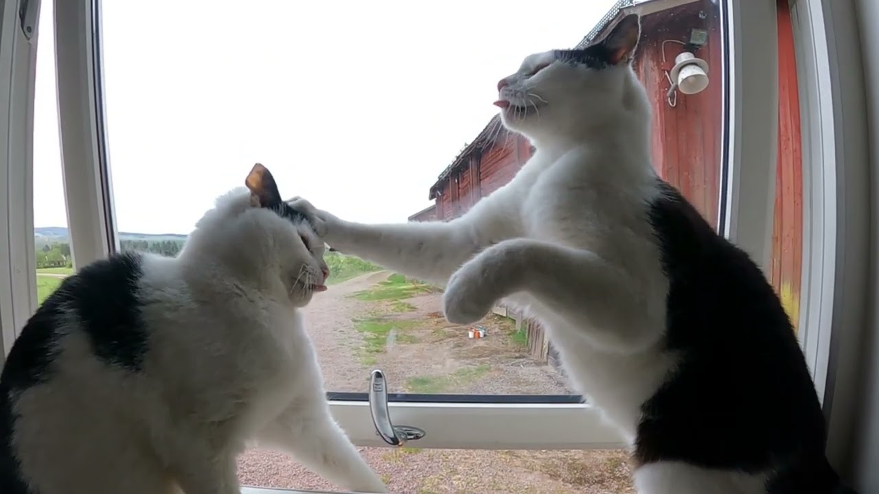 Cats